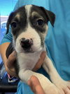 Captain - Betty Boop Litter