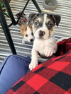Captain - Betty Boop Litter