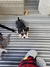 Captain - Betty Boop Litter