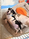 Captain - Betty Boop Litter