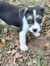 Captain - Betty Boop Litter