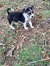 Captain - Betty Boop Litter