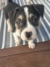 Captain - Betty Boop Litter