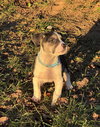 Captain - Betty Boop Litter