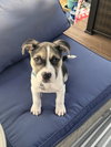 Captain - Betty Boop Litter