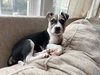 Captain - Betty Boop Litter
