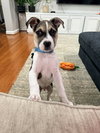 Captain - Betty Boop Litter