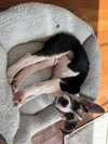 Captain - Betty Boop Litter