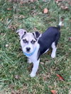 Captain - Betty Boop Litter