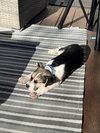 Captain - Betty Boop Litter