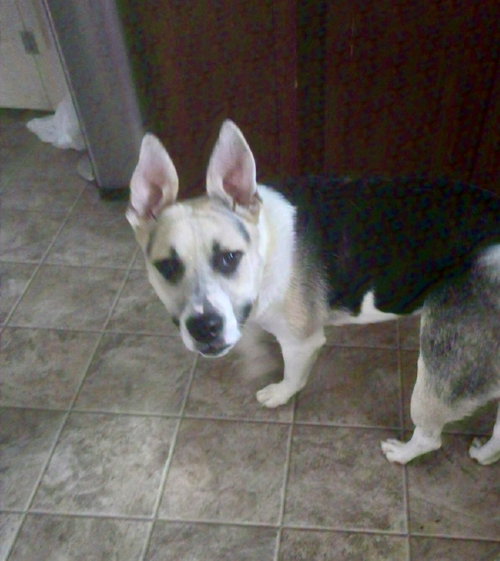 Captain - Betty Boop Litter