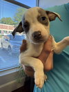 Jackson - Betty Boop Litter