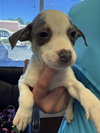 Jackson - Betty Boop Litter