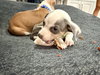 Jackson - Betty Boop Litter