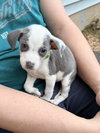 Jackson - Betty Boop Litter