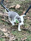 Jackson - Betty Boop Litter