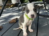 Jackson - Betty Boop Litter