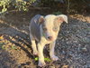 Jackson - Betty Boop Litter