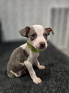Jackson - Betty Boop Litter