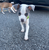 Jackson - Betty Boop Litter