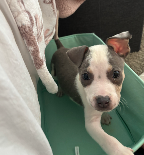 Jackson - Betty Boop Litter