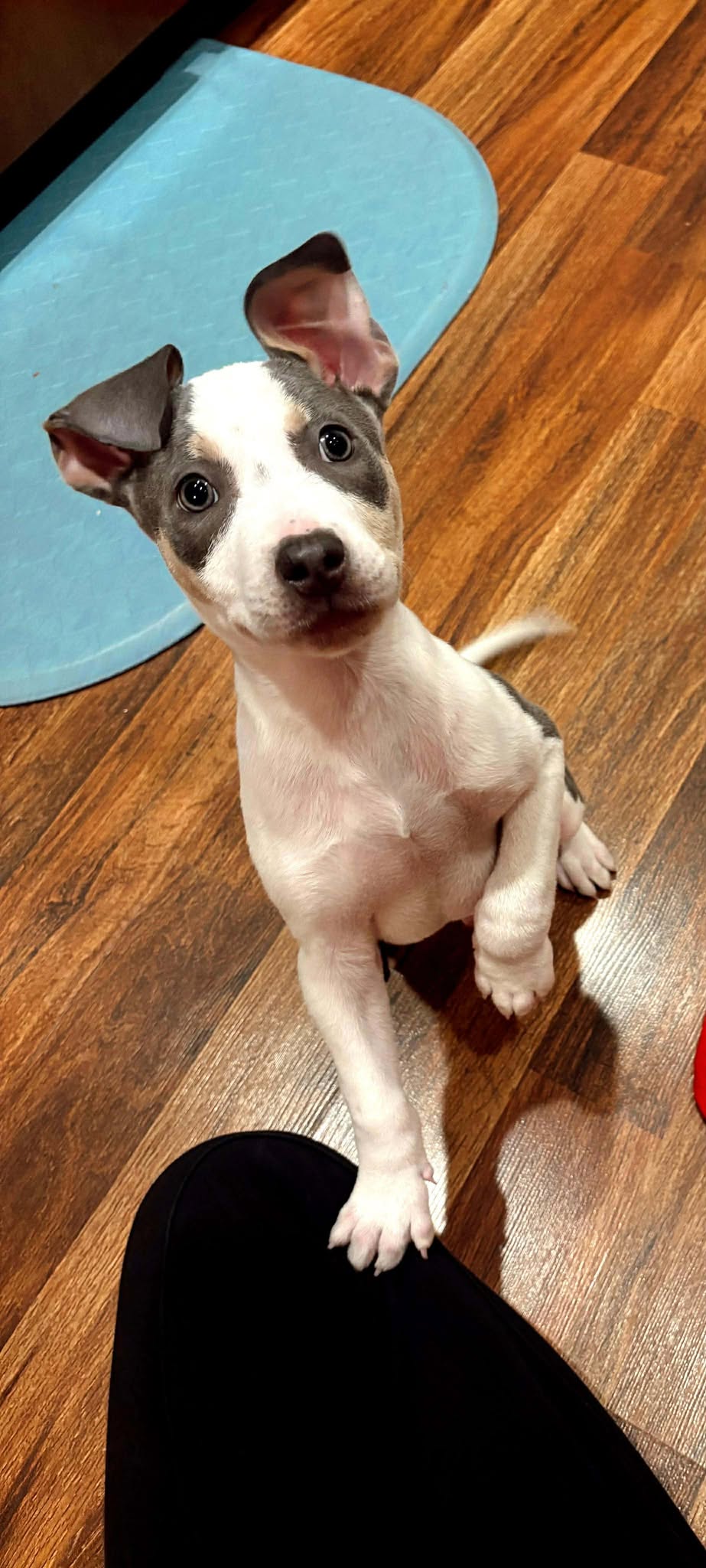 Jackson - Betty Boop Litter Image