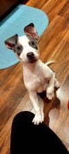 Jackson - Betty Boop Litter