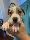 Journey - Betty Boop Litter