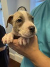 Journey - Betty Boop Litter