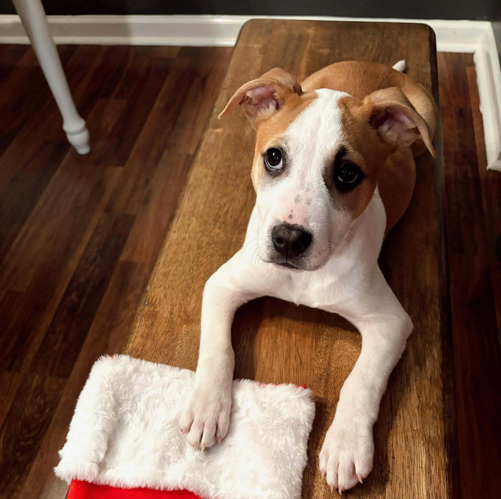 Styx - Betty Boop Litter Image