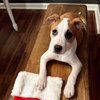 Styx - Betty Boop Litter