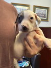 Blue - Betty Boop Litter