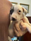 Blue - Betty Boop Litter