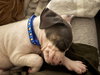 Blue - Betty Boop Litter