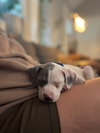 Blue - Betty Boop Litter