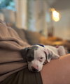 Blue - Betty Boop Litter