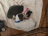 Blue - Betty Boop Litter