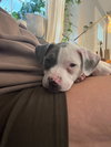 Blue - Betty Boop Litter