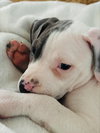 Blue - Betty Boop Litter