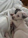 Blue - Betty Boop Litter