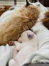 Blue - Betty Boop Litter