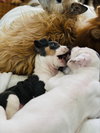Blue - Betty Boop Litter