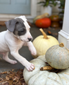 Blue - Betty Boop Litter