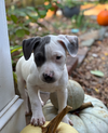 Blue - Betty Boop Litter
