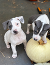 Blue - Betty Boop Litter