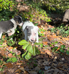 Blue - Betty Boop Litter