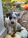 Blue - Betty Boop Litter