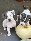 Blue - Betty Boop Litter