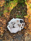 Blue - Betty Boop Litter