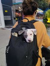 Blue - Betty Boop Litter